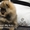Великолепные щенки карликового померанского шпица! - <ro>Изображение</ro><ru>Изображение</ru> #1, <ru>Объявление</ru> #1082843