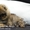 Элитные мини щеночки карликового померанского шпица SHOW-classa! - <ro>Изображение</ro><ru>Изображение</ru> #2, <ru>Объявление</ru> #1082838