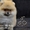 Великолепные щенки карликового померанского шпица! - <ro>Изображение</ro><ru>Изображение</ru> #7, <ru>Объявление</ru> #1082843