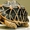 Продам ручных звездчатых черепах размером 10-11 см по панцирю - <ro>Изображение</ro><ru>Изображение</ru> #3, <ru>Объявление</ru> #1067517