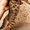 Продаются бенгальские коты и кошки - <ro>Изображение</ro><ru>Изображение</ru> #4, <ru>Объявление</ru> #1082538