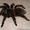 Продам паука птицееда - Лошадиный паук (Lasiodora parahybana) #1067528