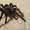 Продам паука птицееда Lasiodora parahybana один из самых крупных видов - <ro>Изображение</ro><ru>Изображение</ru> #2, <ru>Объявление</ru> #1067521