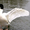 Черный и Черношейный лебедь, продам лебедей - <ro>Изображение</ro><ru>Изображение</ru> #3, <ru>Объявление</ru> #1067514