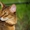 Абиссинский кот для вязок