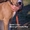Очаровательный щенок Американского Стаффордширского Терьера.,  Киев #214352