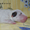 Продаются щенки английского бультерьера - <ro>Изображение</ro><ru>Изображение</ru> #7, <ru>Объявление</ru> #1091058
