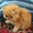 Персидский рыжий котик Боня - <ro>Изображение</ro><ru>Изображение</ru> #2, <ru>Объявление</ru> #1089727