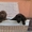 Элитные щенки лабрадора с шоу перспективой - <ro>Изображение</ro><ru>Изображение</ru> #3, <ru>Объявление</ru> #1096395