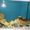Обслуживание аквариумов Киев - <ro>Изображение</ro><ru>Изображение</ru> #2, <ru>Объявление</ru> #1095568