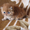 Персидский рыжий котик Боня #1089727