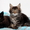 Очаровательные Котята Мейн-Кунята #1083631