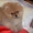Эксклюзивные щенки карликового померанского шпица Тип-Мишки VIP-Classa #1109542