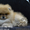 Эксклюзивные щенки померанского шпица редких окрасов VIP-Classa! - <ro>Изображение</ro><ru>Изображение</ru> #6, <ru>Объявление</ru> #1104252