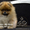 Шикарнейшие мини-щенки карликового померанского шпица SHOW-Classa!!! - <ro>Изображение</ro><ru>Изображение</ru> #5, <ru>Объявление</ru> #1104109