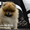 Эксклюзивные щенки карликового померанского шпица Тип-Мишки VIP-Classa - <ro>Изображение</ro><ru>Изображение</ru> #4, <ru>Объявление</ru> #1109542