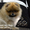 Эксклюзивные щенки карликового померанского шпица Тип-Мишки VIP-Classa - <ro>Изображение</ro><ru>Изображение</ru> #5, <ru>Объявление</ru> #1109542