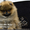 Эксклюзивные щенки померанского шпица редких окрасов VIP-Classa! - <ro>Изображение</ro><ru>Изображение</ru> #3, <ru>Объявление</ru> #1104252