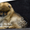 Шикарнейшие мини-щенки карликового померанского шпица SHOW-Classa!!! - <ro>Изображение</ro><ru>Изображение</ru> #4, <ru>Объявление</ru> #1104109