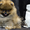 Эксклюзивные щенки померанского шпица редких окрасов VIP-Classa! - <ro>Изображение</ro><ru>Изображение</ru> #1, <ru>Объявление</ru> #1104252