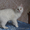 Курильский бобтейл - котята #1106824