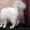 Курильский бобтейл - котята - <ro>Изображение</ro><ru>Изображение</ru> #2, <ru>Объявление</ru> #1106824