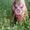 Продам жизнерадосного щенка Амстафф Терьера - <ro>Изображение</ro><ru>Изображение</ru> #2, <ru>Объявление</ru> #1113461