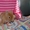 Карликовые декоративные кролики - мини , и мини баранчики полностью ручные - <ro>Изображение</ro><ru>Изображение</ru> #4, <ru>Объявление</ru> #1117340