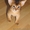 Абиссинский котенок - неповторимость и шик вашего дома #380702