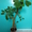 Продам Эуфорбию - Молочай беложильчатый. Взрослое растение высотой 1 метр - <ro>Изображение</ro><ru>Изображение</ru> #4, <ru>Объявление</ru> #1117620