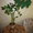 Продам Эуфорбию - Молочай беложильчатый. Взрослое растение высотой 1 метр - <ro>Изображение</ro><ru>Изображение</ru> #1, <ru>Объявление</ru> #1117620