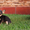 чихуахуа щенки ищут любящих и заботливых хозяев! - <ro>Изображение</ro><ru>Изображение</ru> #1, <ru>Объявление</ru> #1126997