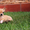 чихуахуа щенки ищут любящих и заботливых хозяев! - <ro>Изображение</ro><ru>Изображение</ru> #6, <ru>Объявление</ru> #1126997
