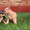 чихуахуа щенки ищут любящих и заботливых хозяев! - <ro>Изображение</ro><ru>Изображение</ru> #2, <ru>Объявление</ru> #1126997