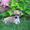 чихуахуа щенки ищут любящих и заботливых хозяев! - <ro>Изображение</ro><ru>Изображение</ru> #8, <ru>Объявление</ru> #1126997