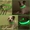 Светящийся ошейник для собак LED  КИЕВ - <ro>Изображение</ro><ru>Изображение</ru> #2, <ru>Объявление</ru> #1140538