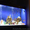 Оформление и запуск аквариумов и терррариумов в Киеве - <ro>Изображение</ro><ru>Изображение</ru> #3, <ru>Объявление</ru> #1144849