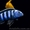 Широкий ассортимент аквариумной рыбы - <ro>Изображение</ro><ru>Изображение</ru> #9, <ru>Объявление</ru> #1145418