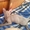 Продам котят породы Донской сфинкс! - <ro>Изображение</ro><ru>Изображение</ru> #4, <ru>Объявление</ru> #1148731