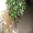 Деревья декоративные б/у - <ro>Изображение</ro><ru>Изображение</ru> #1, <ru>Объявление</ru> #1160944