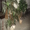 Деревья декоративные б/у - <ro>Изображение</ro><ru>Изображение</ru> #2, <ru>Объявление</ru> #1160944