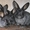 Кролики мясных и мясо-шкурковых пород (полтавский серебристый,  БСС) #1155351
