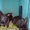 Кролики мясных и мясо-шкурковых пород (полтавский серебристый, БСС) - <ro>Изображение</ro><ru>Изображение</ru> #4, <ru>Объявление</ru> #1155351