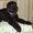 Питомник Предлагает щенков Черного Терьера с родословной - <ro>Изображение</ro><ru>Изображение</ru> #3, <ru>Объявление</ru> #1195361