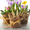 Тюльпаны в горшочках к 8 марта - <ro>Изображение</ro><ru>Изображение</ru> #1, <ru>Объявление</ru> #1209018