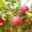 Саженцы, удобрения, семена, садовый инвентарь - <ro>Изображение</ro><ru>Изображение</ru> #4, <ru>Объявление</ru> #1226264