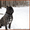 Очень крупные, Высокопородные щенки Кане Корсо.  - <ro>Изображение</ro><ru>Изображение</ru> #2, <ru>Объявление</ru> #1223428