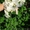 Свадебный букет из живых орхидей - <ro>Изображение</ro><ru>Изображение</ru> #3, <ru>Объявление</ru> #1217465