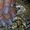Наращивание ногтей гелем, Борщаговка, Святошино, Академгородок,Теремки - <ro>Изображение</ro><ru>Изображение</ru> #4, <ru>Объявление</ru> #104681