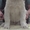 Алабай (среднеазиатская овчарка), чистокровные щенки - <ro>Изображение</ro><ru>Изображение</ru> #4, <ru>Объявление</ru> #1237671